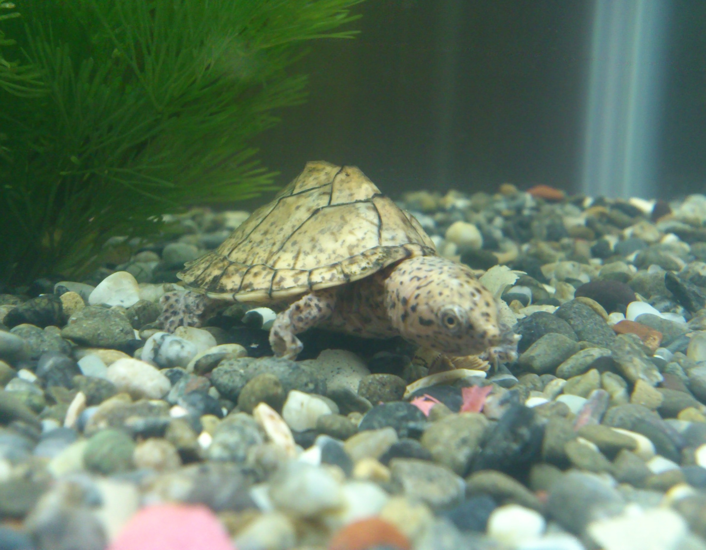 ���I�����Ȃ�ω������ɂȂ�܂��傤�i�΁j